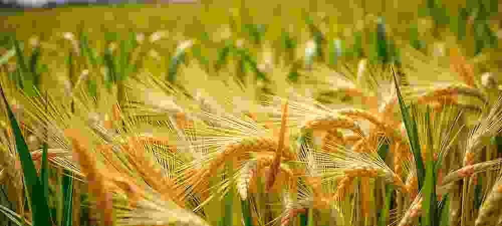 Kanaani Farms - Integrated Agriculture, Processing and Equipment