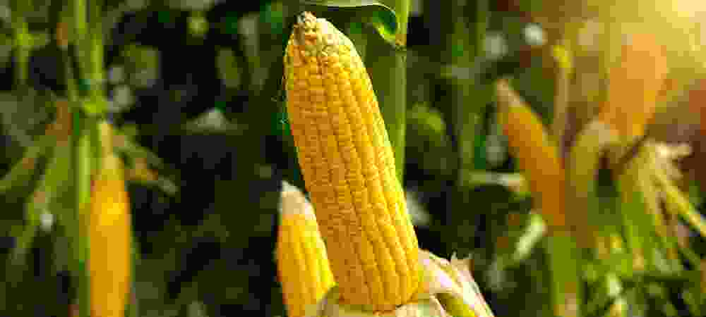 Kanaani Farms - Integrated Agriculture, Processing and Equipment