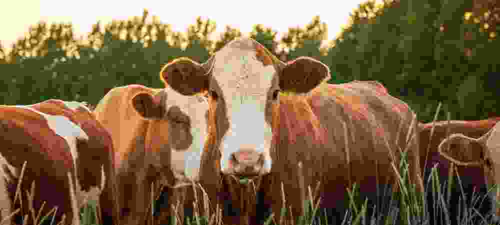 Kanaani Farms - Integrated Agriculture, Processing and Equipment